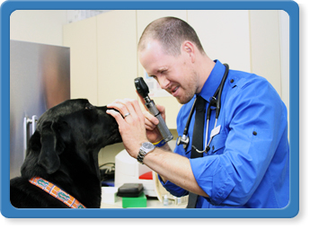 jacksonville fl veterinary wellness