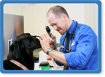 jacksonville, fl Pet Wellness Services