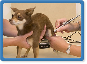 Laser Treatments for Jacksonville Dogs and Cats
